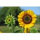 Semínka: Slunečnice jednoduchá žlutá