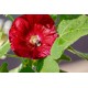 Semínka: Topolovka – Slézová růže